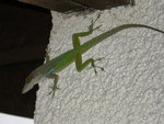 Image-large
